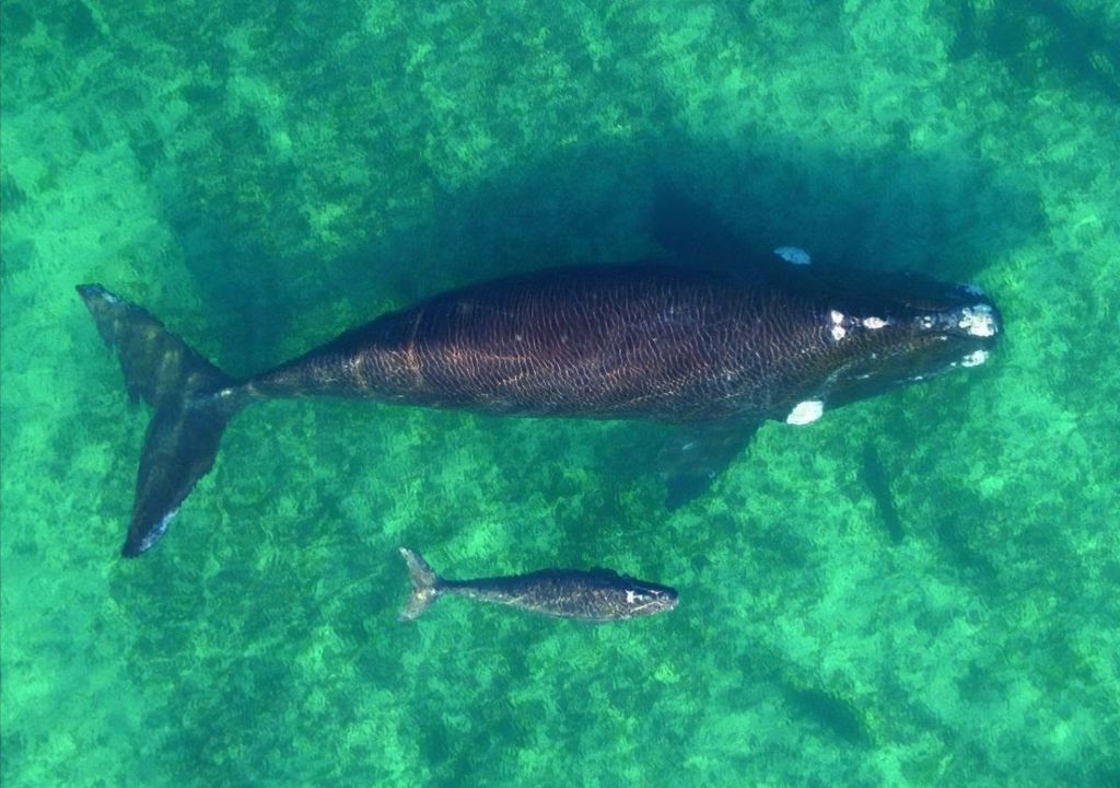 Temporada 2025 en Puerto Madryn