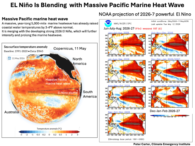 Imagen donde se muestra: izquierda, la ola de calor marina masiva sobre zonas del Pacífico Oriental y derecha, las espectativas de la formación de un El Niño intenso durante la segunda parte de 2026. Fuente: Peter Carter, CEI