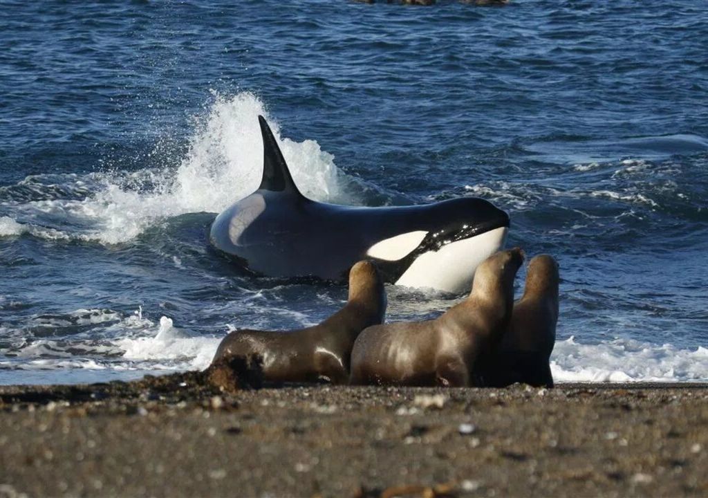 temporada de orcas en Chubut, Argentina