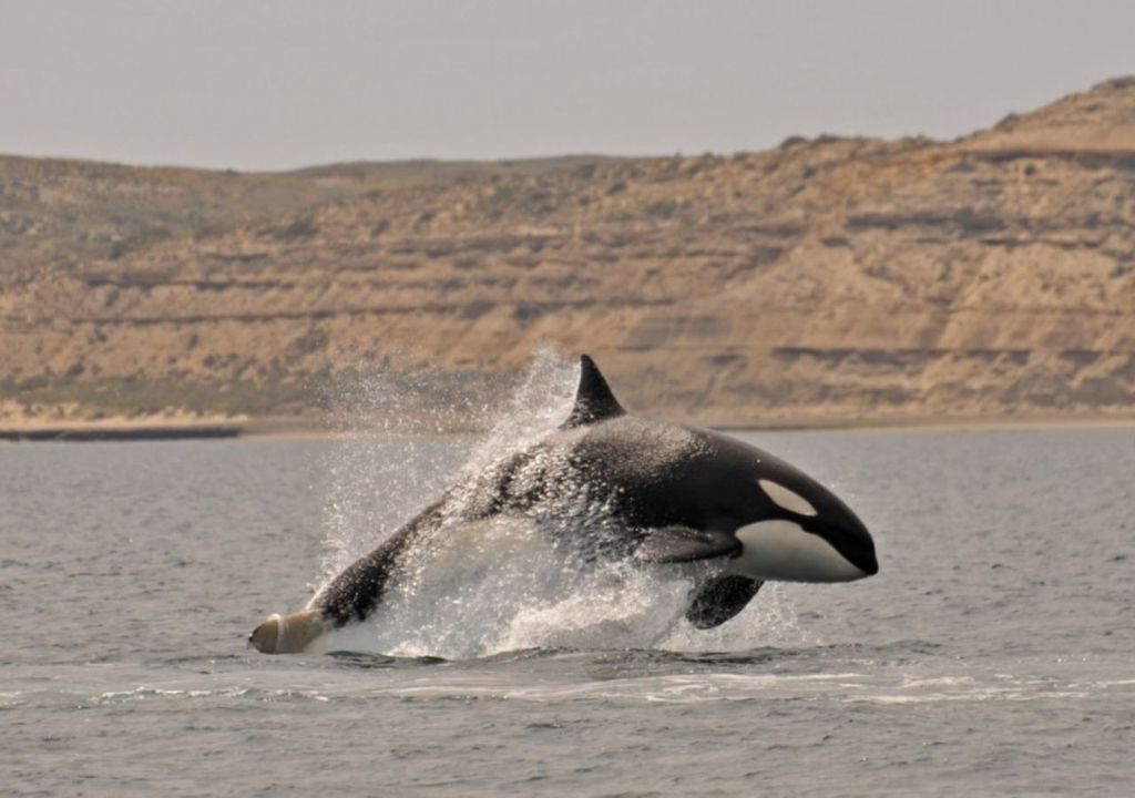 temporada de orcas en Chubut, Argentina