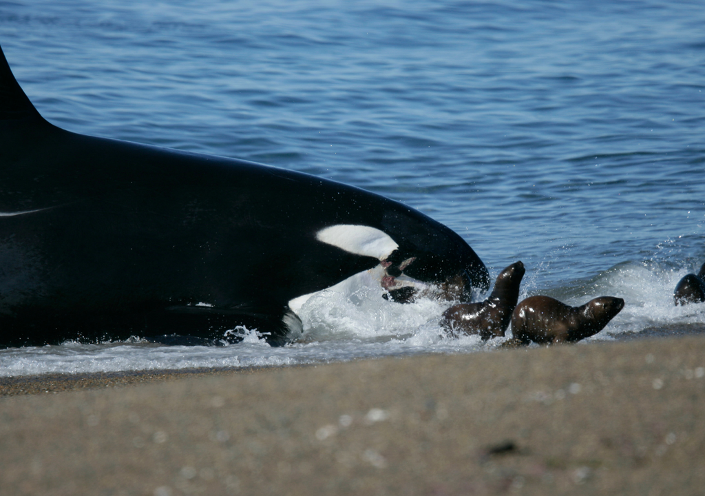 Entre marzo y mayo, las orcas se acercan a la Península de Valdés para cazar su alimento por medio del "varamiento intencional". Foto: Hector Casin (PVOR)