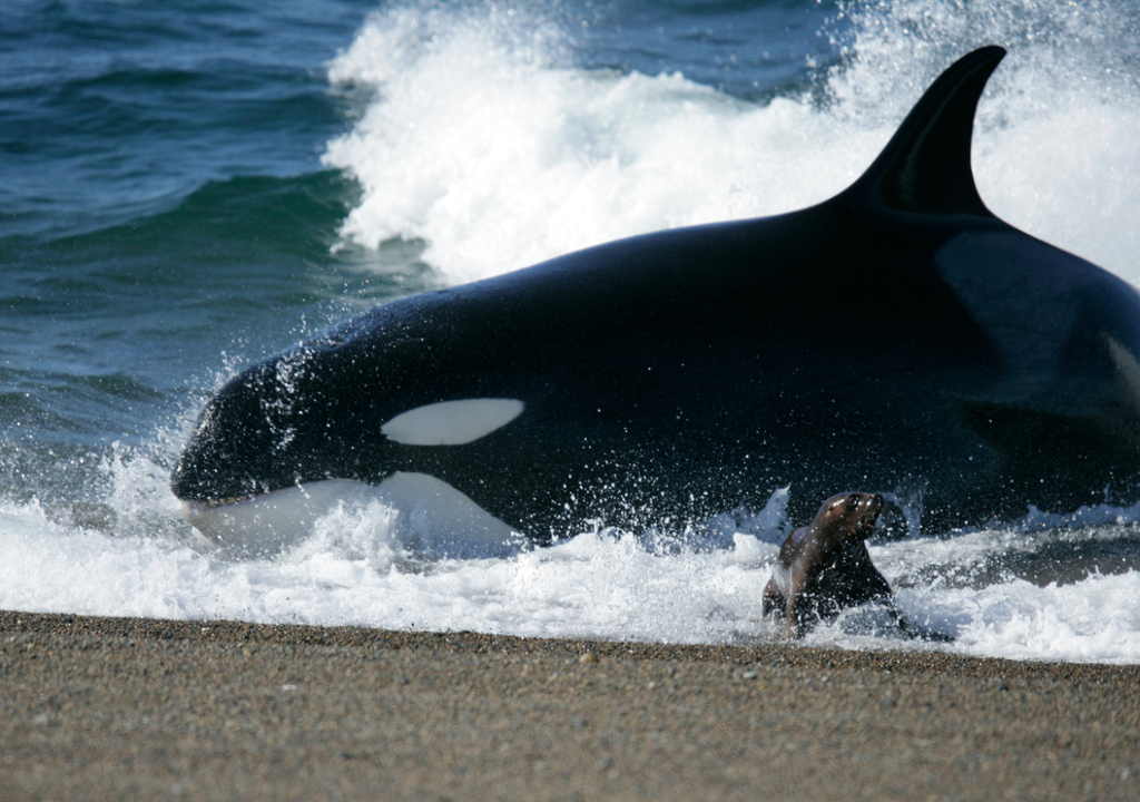 Las orcas se acercan intencionalmente a la orilla y quedan varadas para alimentarse de crías de lobos y elefantes marinos. Foto: Hector Casin (PVOR)
