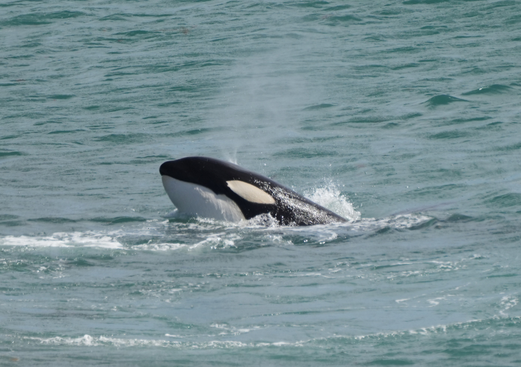 Entre septiembre y octubre se da otra ventana de caza: cuando las orcas se enfocan en los elefantes marinos juveniles. Foto: Federico Lombardi (PVOR)