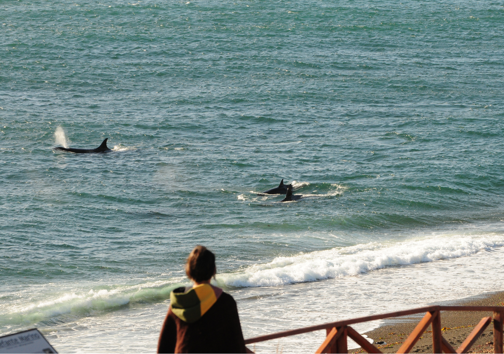Punta Norte (en otoño) y Caleta Valdés (primavera) son los mejores sitios para ver a las orcas cazar. Foto: Claudio Nicolini (PVOR)