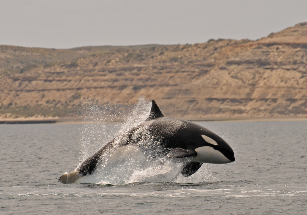 La paciencia es fundamental para disfrutar del avistaje de orcas en la Península de Valdés. Foto: PVOR