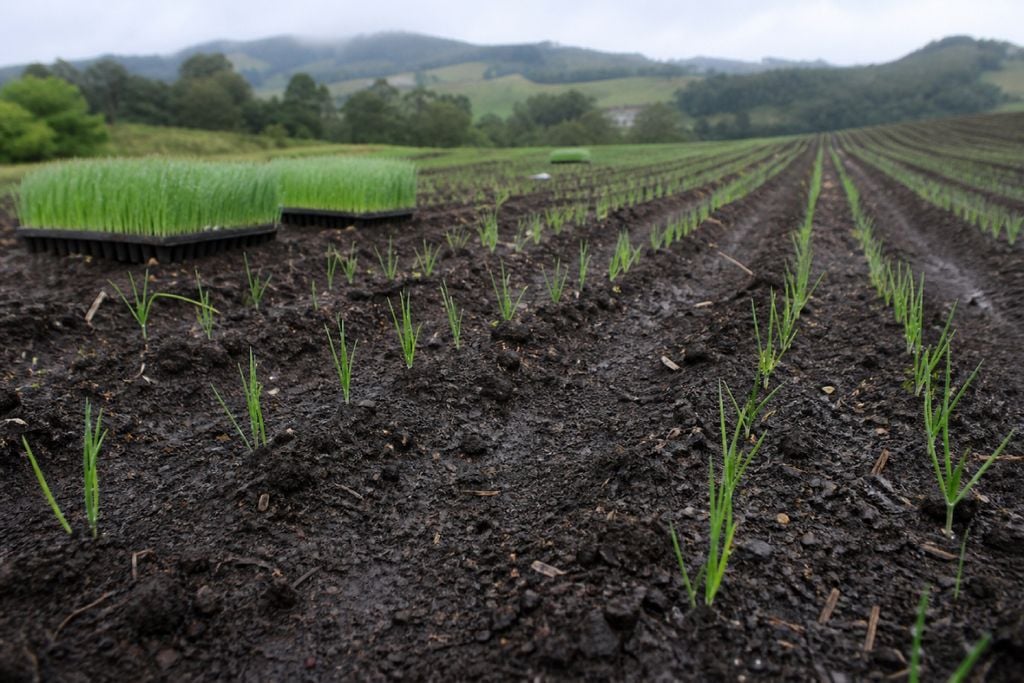 Mudas de cebola recém-transplantadas enfrentam maior risco de encharcamento e interrupção do manejo durante períodos de chuva intensa.