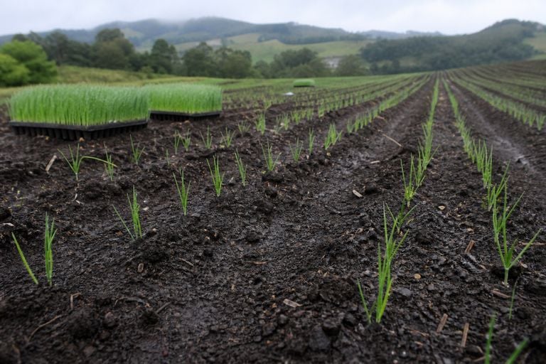 Chuvas intensas em SC amea&ccedil;am o transplantio da cebola; safra ocupa 17,4 mil hectares