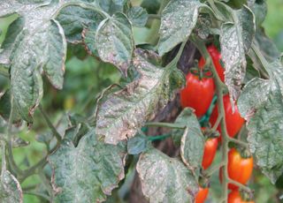 Temps humide et chaleur modérée : comment éviter que mes tomates attrapent le mildiou ? 