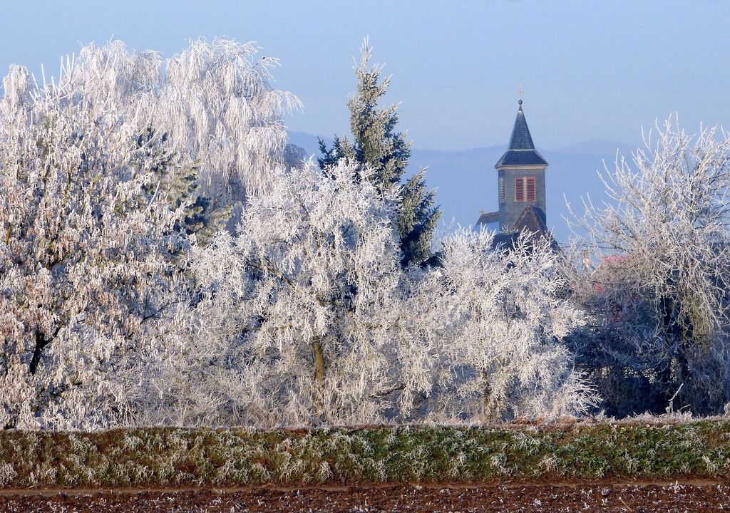 Les gelées seront très marquées en matinée en Alsace ce week-end.