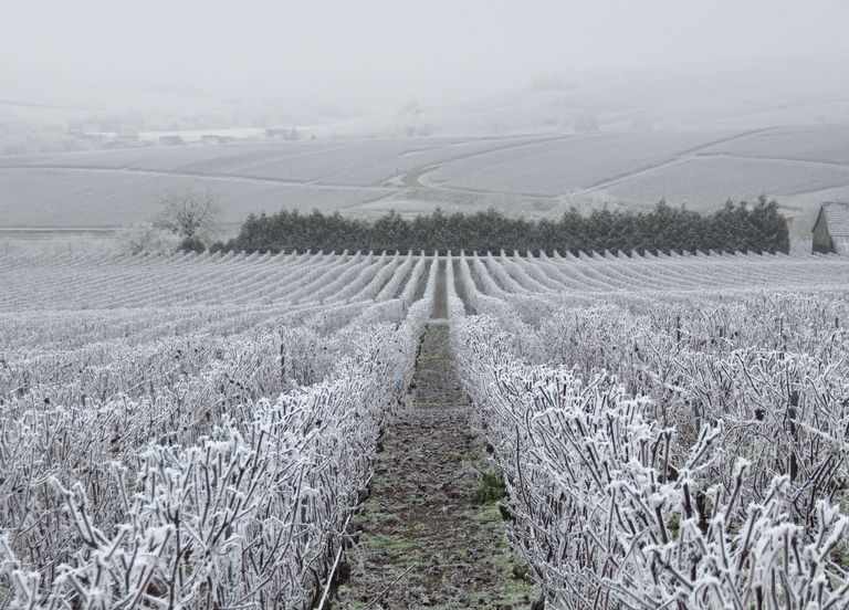 froid froid