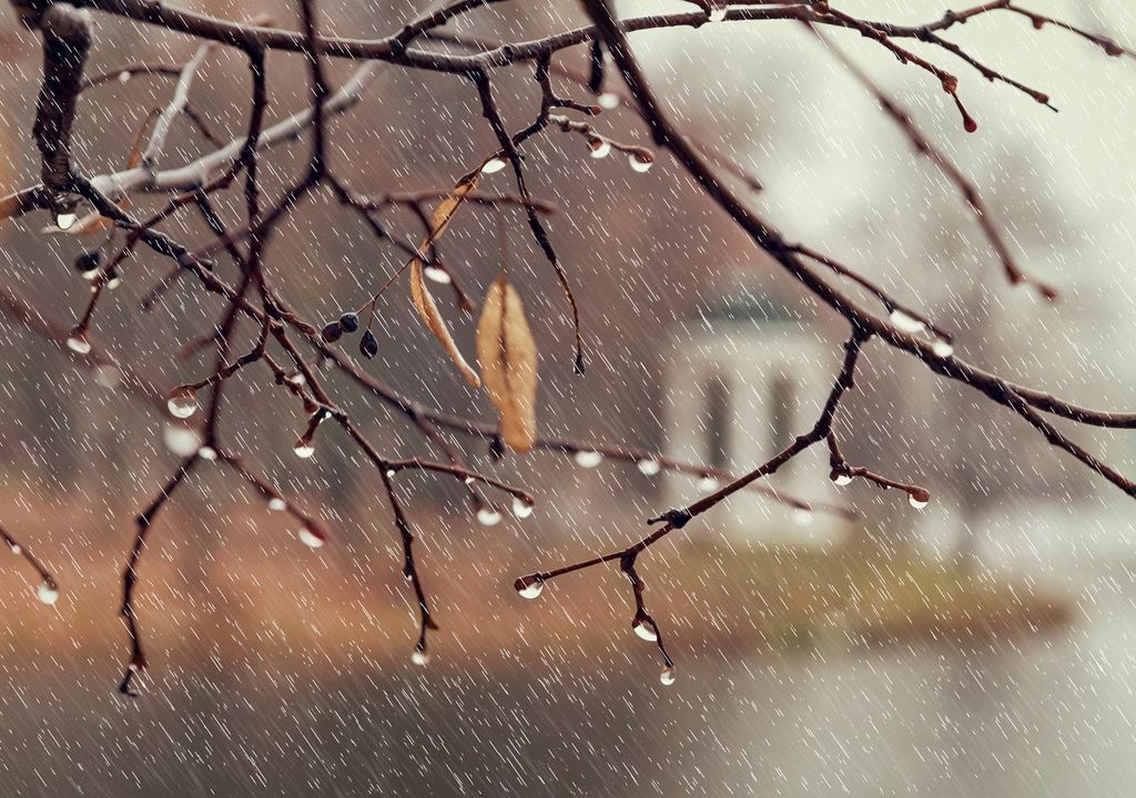 Gotas en las ramas de un árbol en una tarde de lluvia.