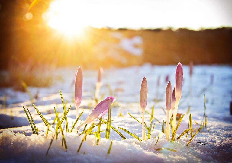 Flores en la nieve Flores en la nieve
