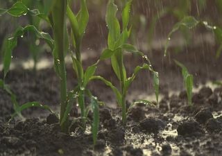 Tendencia climática en Argentina: ¿cómo serán las lluvias y temperaturas en noviembre?