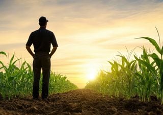 Tendencia climática para 2025: temperaturas y precipitaciones previstas mes a mes para Argentina