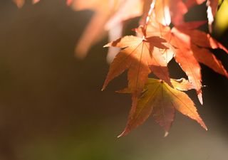 Tendencia climática quincenal para abril