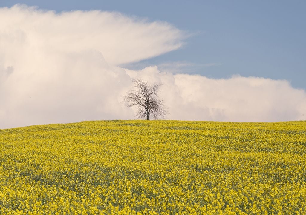 Lluvia, Pronostico, Tendencia, Temperatura, Primavera