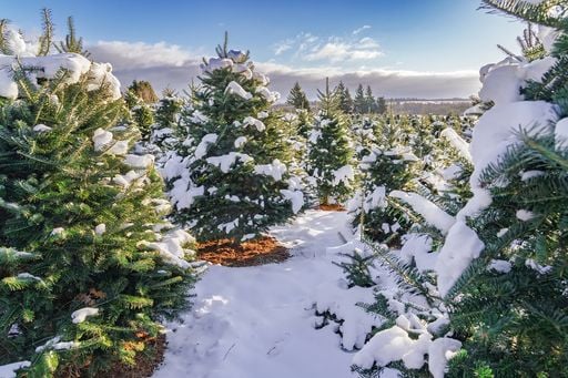 Tendenza San Silvestro 2025 e Capodanno 2026: andamento delle temperature e delle precipitazioni secondo Meteored