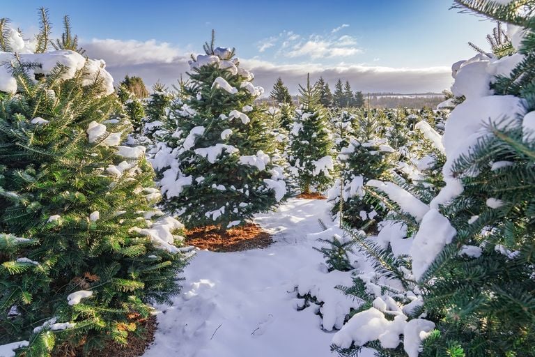 Tendenza San Silvestro 2025 e Capodanno 2026: andamento delle temperature e delle precipitazioni secondo Meteored