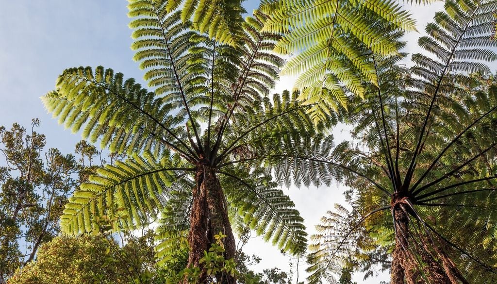 arboreo A diferencia de un tronco verdadero, esta estructura permanece viva y participa activamente en la absorción y conducción del agua.