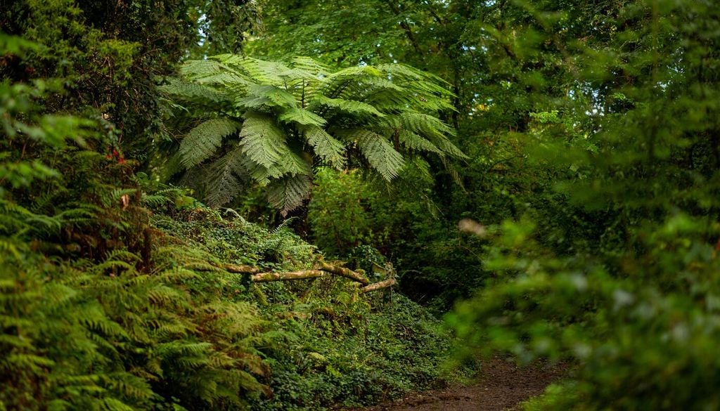dicksonia En estado silvestre, estas especies prosperan bajo el dosel de bosques húmedos, donde la luz llega filtrada y la humedad ambiental se mantiene elevada.