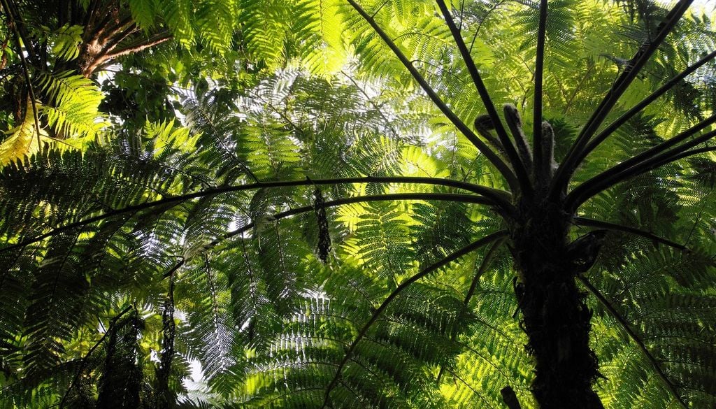 helecho de arbol Con una buena ubicación y un manejo adecuado del riego, los helechos arborescentes pueden convertirse en ejemplares de gran valor ornamental en jardines chilenos.