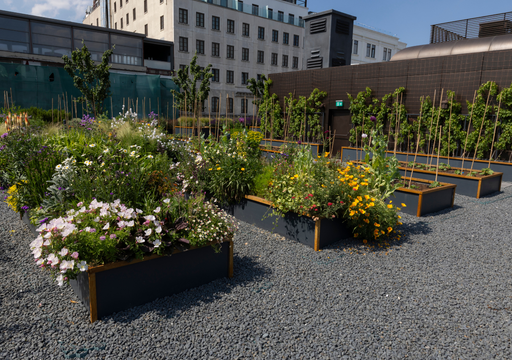 Tener un huerto en casa aunque vivas en la azotea: la nueva moda en CDMX