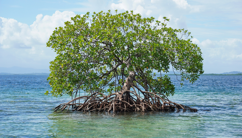 Las raíces aéreas del mangle rojo atrapan sedimentos y materia orgánica, ayudando a estabilizar el suelo y prevenir la erosión en ecosistemas costeros.