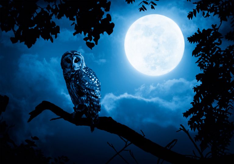 Ter a genética de uma coruja ajuda os trabalhadores com turnos noturnos Ter a genética de uma coruja ajuda os trabalhadores com turnos noturnos