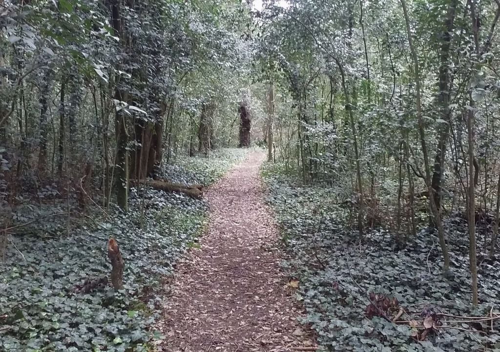 Bosque Encantado Bosque Encantado