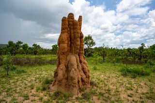 Affascinante scoperta in Sudafrica, trovati termitai antichissimi: cambieranno la nostra comprensione della preistoria?