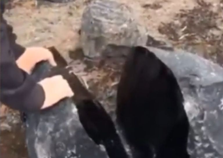 La obsidiana: el increíble oro negro de la prehistoria La obsidiana: el increíble oro negro de la prehistoria
