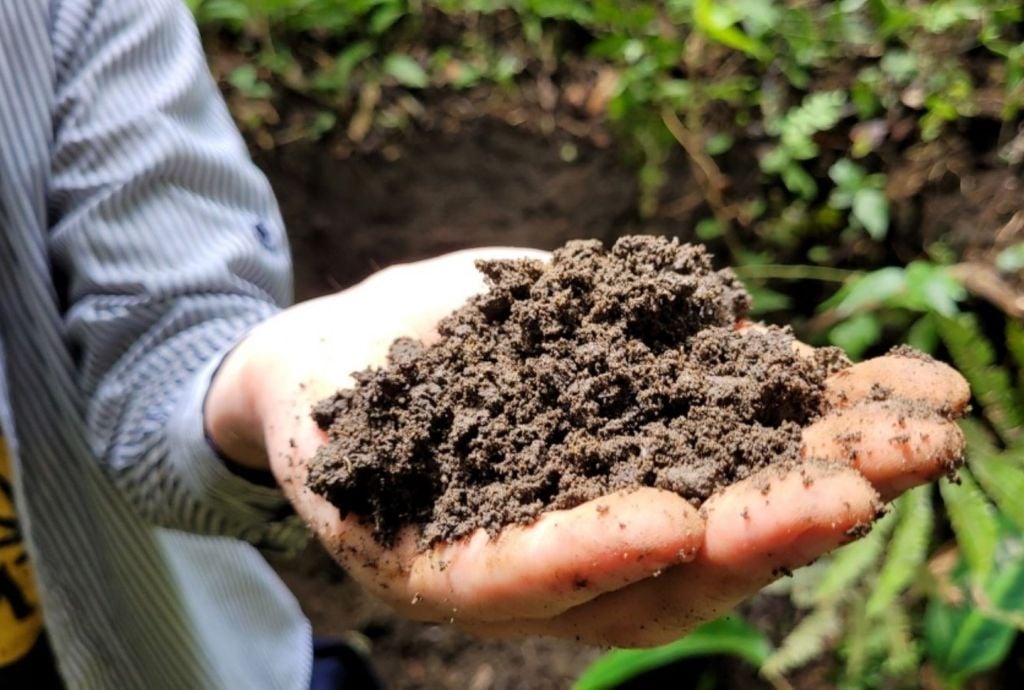 Cientistas brasileiros analisaram composição de solo típico resultante de manejo nativo almejando aplicações biotecnológicas para a restauração mais efetiva de áreas degradadas (foto: Luís Felipe Zagatto/Cena-USP) Cientistas brasileiros analisaram composição de solo típico resultante de manejo nativo ancestral na Amazônia. Crédito: Luís Felipe Zagatto/Cena-USP