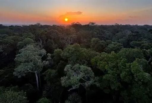 "Terra preta da Amaz&ocirc;nia" aumenta em at&eacute; 6 vezes o crescimento de &aacute;rvores nativas