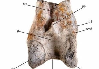 Terror bird fossil discovered in Colombia provides insight into life during the Miocene in South America