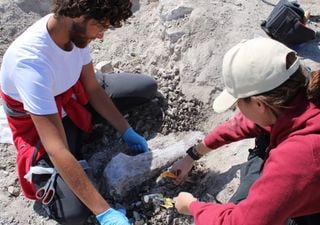 Tesouro pré-histórico em Madrid: encontrados restos de elefantes de 14 milhões de anos 