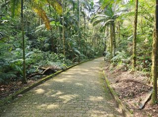 Tesouro verde: conheça a cidade em SP com mais de 70% de área coberta por Mata Atlântica intacta
