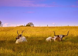 Texas finally gets some relief from the heat but now needs some rain as the Lone Star State's drought deepens