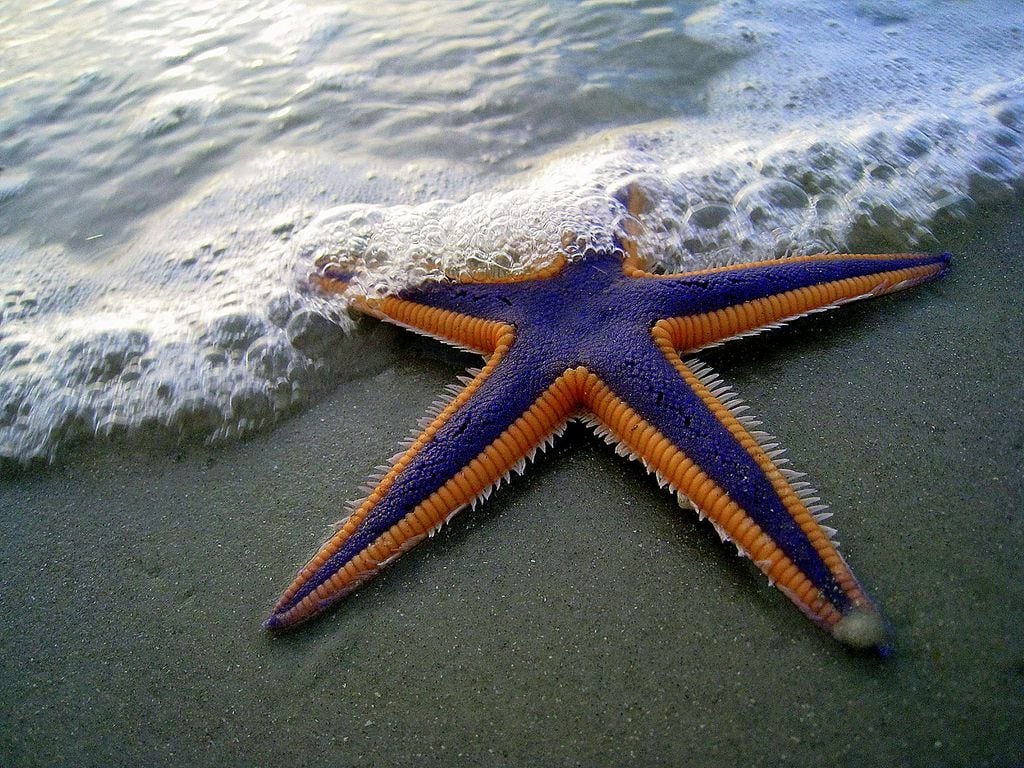 estrella de mar en la arena, siendo cubierta parcialmente por las olas