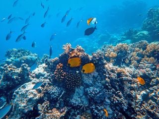 O fenómeno cativante da neve marinha: uma sinfonia de vida nas profundezas do oceano