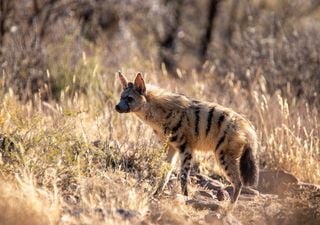 O "Lobo da Terra" parece o cruzamento de um lobo com uma raposa ou hiena, o que é?