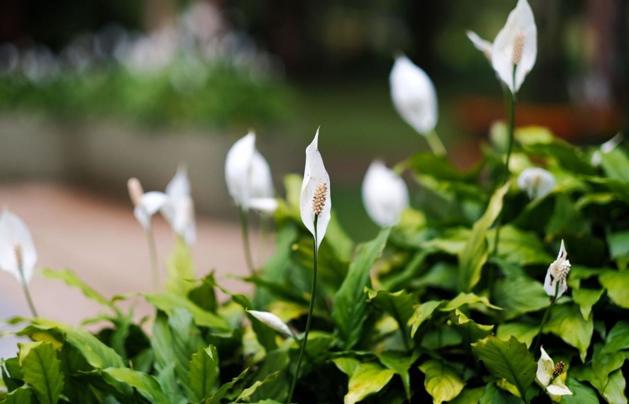 The free kitchen leftover that makes peace lilies produce huge summer blooms