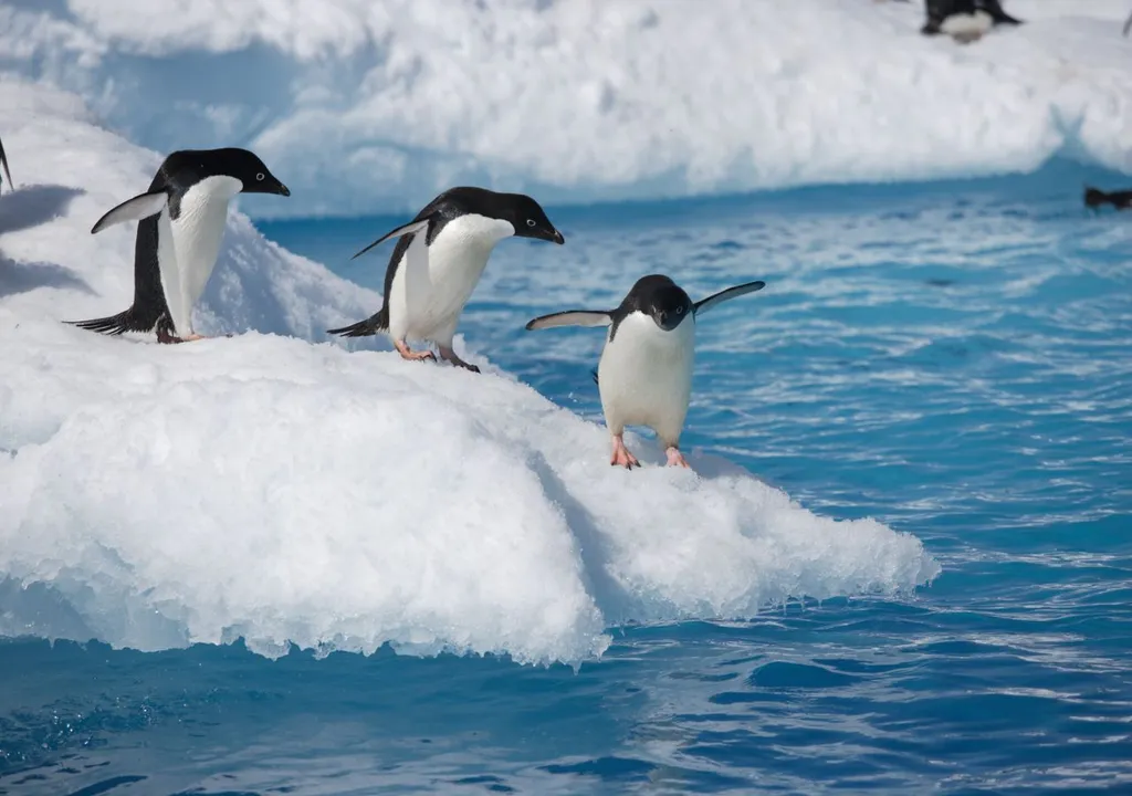 Pingüino de Adelia en Antártida