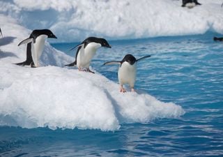 Antarctique : un avenir plus vert et avec une faune différente