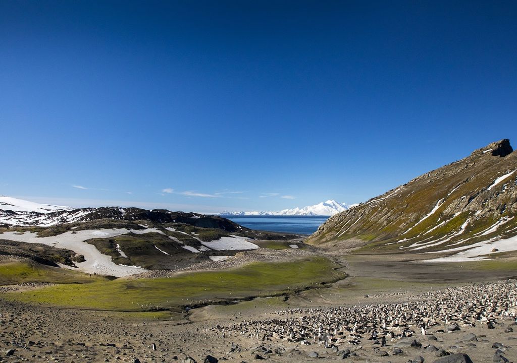 Colonia de pingüinos; Isla Decepción; Península Antártica Colonia de pingüinos; Isla Decepción; Península Antártica