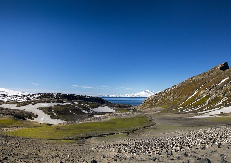 Colonia de pingüinos; Isla Decepción; Península Antártica Colonia de pingüinos; Isla Decepción; Península Antártica