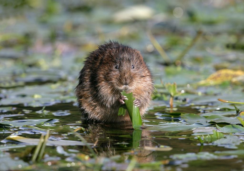 water vole