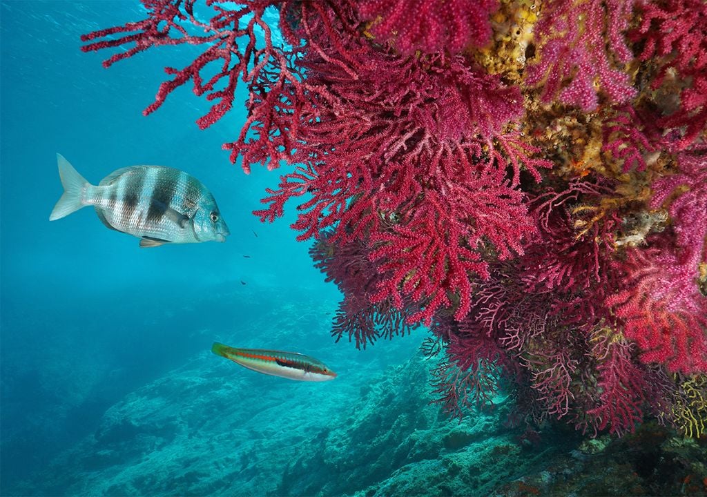 Red gorgonian coral