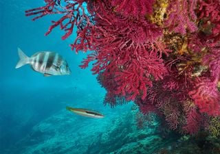 El impacto de las olas de calor marinas en la resiliencia de los corales