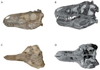 Dino debate: Do Nanotyrannus bones belong to a young T. rex or a distinct species of tyrannosaur