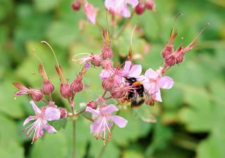 The key to a healthy bee diet: What should we plant?